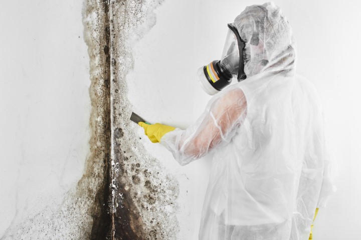 A Professional Disinfector In Overalls Processes The Walls From Mold With A Spatula. Removal Of Black Fungus In The Apartment And House. Aspergillus.